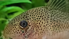 Corydoras similis