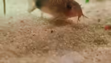 Corydoras similis