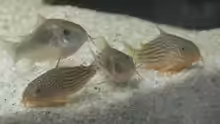 Corydoras sterbai + aeneus