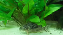 Corydoras sterbai, Orangeflossen-Panzerwels