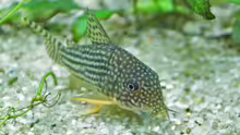 Corydoras sterbai 