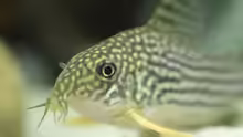 Corydoras sterbai 