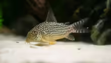 Corydoras sterbai 