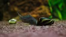 corydoras sterbai beim Spielen mit einer Rennschnecke