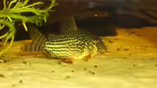 Corydoras sterbai F2 NZ