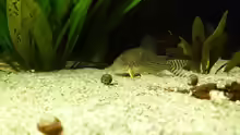 Corydoras sterbai