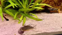 Corydoras sterbai