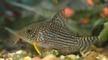Corydoras sterbai (Quelle Wikimedia)