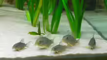 Corydoras Sterbai