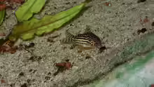 Corydoras sterbai