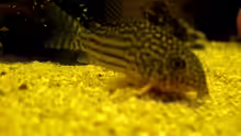 Corydoras sterbai