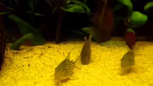 Corydoras sterbai