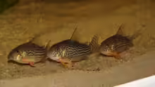 Corydoras sterbai
