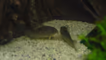 Corydoras Sterbai