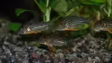 Corydoras sterbai