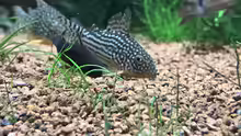 Corydoras sterbai