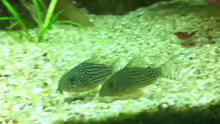 corydoras sterbai