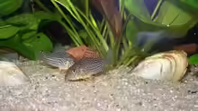 corydoras sterbai