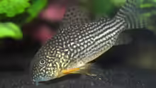 Corydoras sterbai