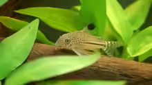 Corydoras trillineatus - Panzerwels