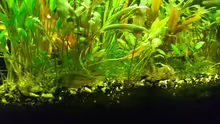 Corydoras venezuelanus