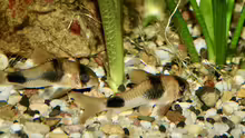 Corydoras weitzmani