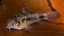 Corydoras