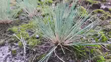 Corynephorus canescens