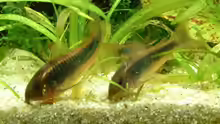 Corys