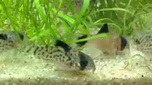 Corys