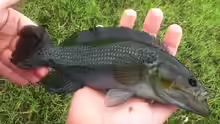 Crenicichla hu