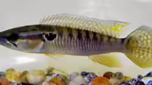 Crenicichla punctata
