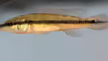 Crenicichla scottii