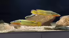 Crenicichla
