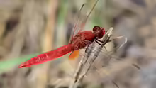 Crocothemis erythraea