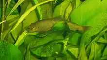 Crossocheilus latius
