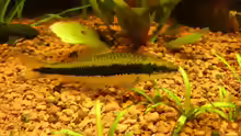 Crossocheilus