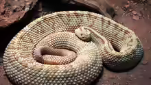 Crotalus simus