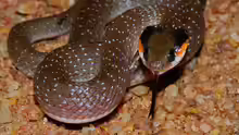 Crotaphopeltis hotamboeia