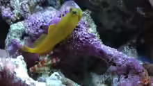 Cryptocentrus cinctus