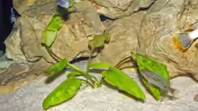 Cryptocoryne ?
