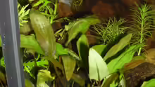 Cryptocoryne affinis