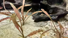 Cryptocoryne albida
