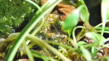 Cryptocoryne albida