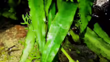 Cryptocoryne albida