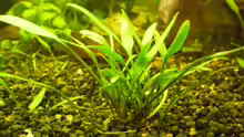 Cryptocoryne amicorum