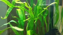 Cryptocoryne aponogetifolia  Hammerschlag Wasserkelch
