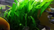 Cryptocoryne aponogetifolia