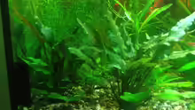 Cryptocoryne beckettii