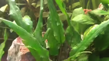 Cryptocoryne beckettii